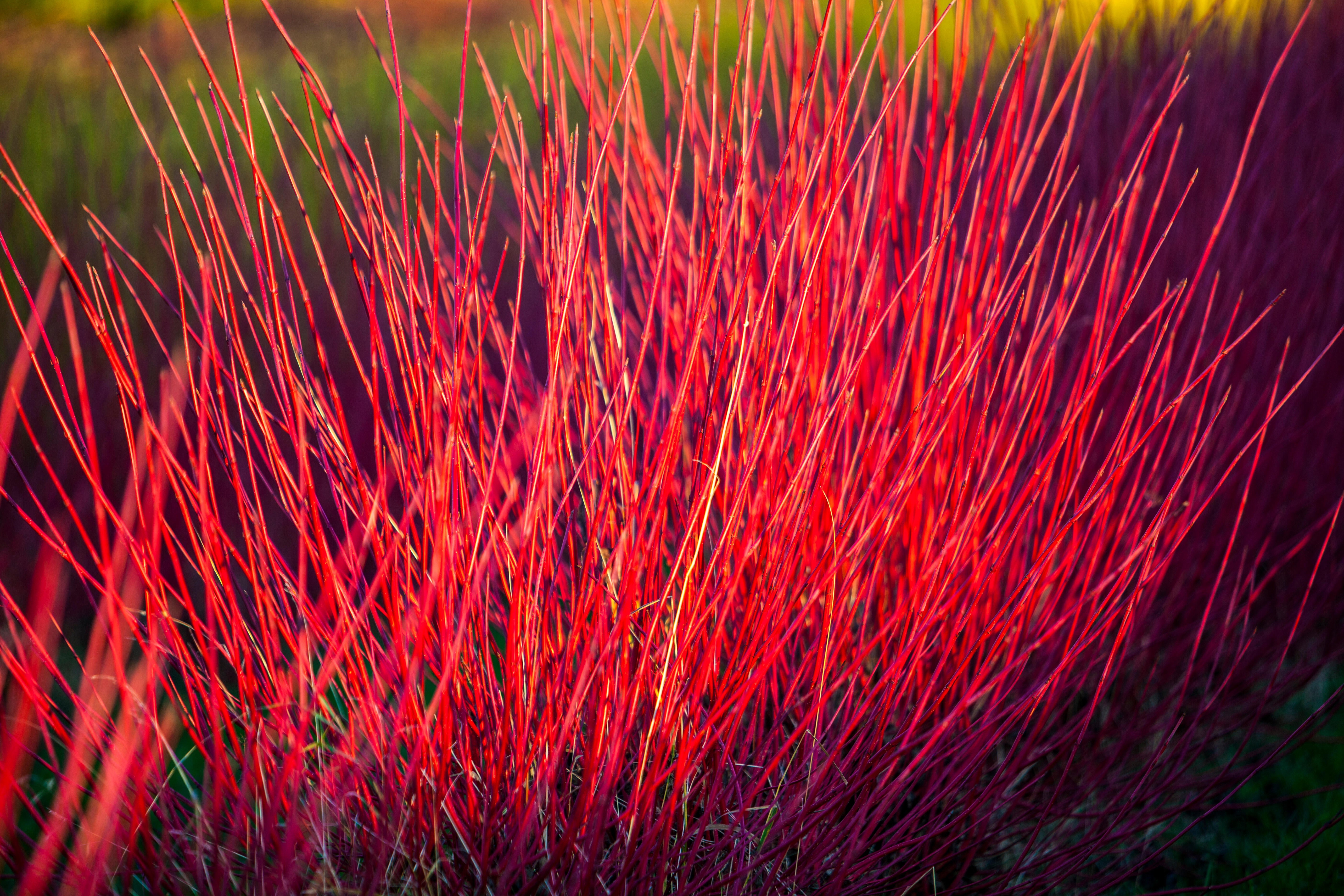 Cornus alba 'Sibirica'