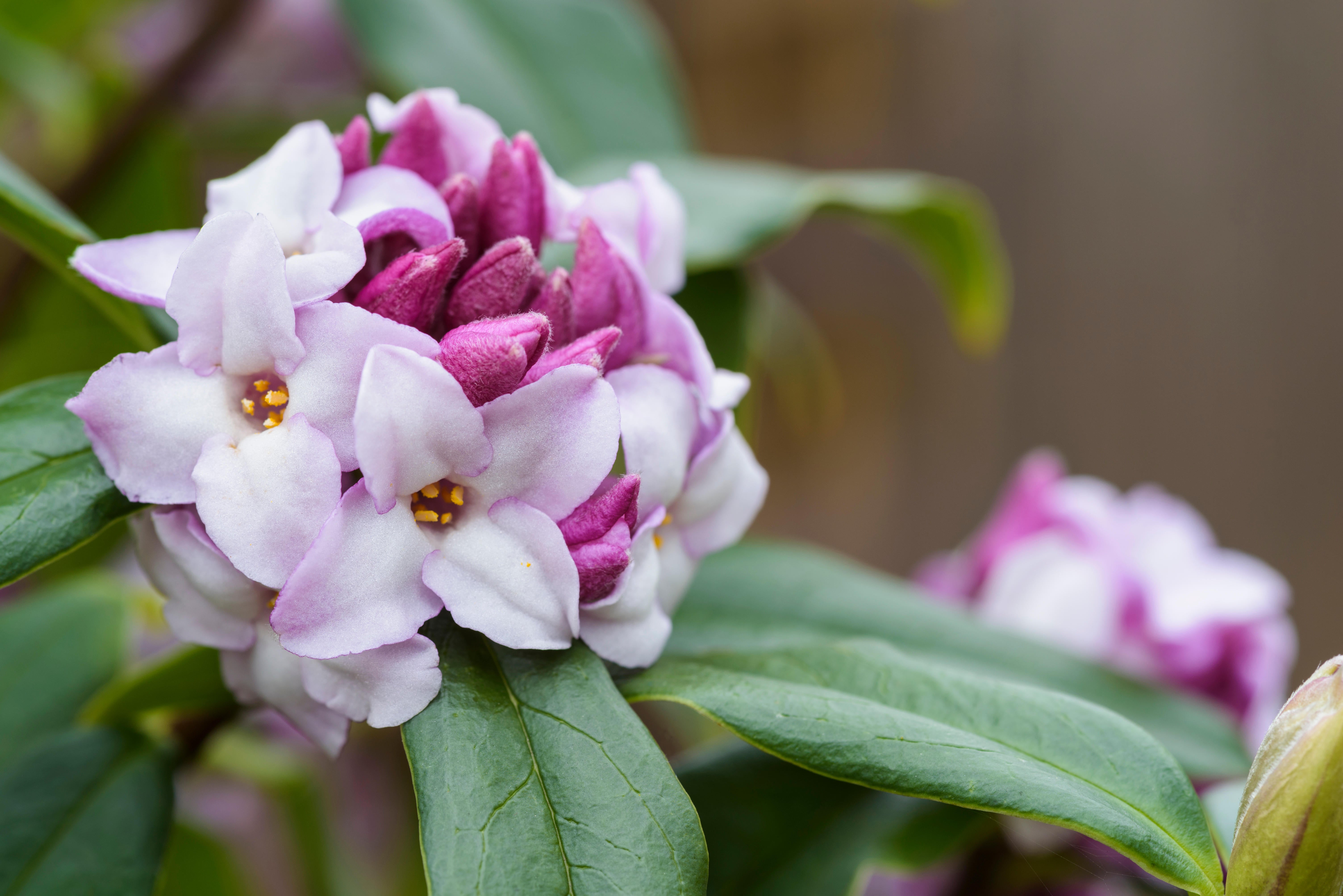 Daphne bholua 'Jacqueline Postill'