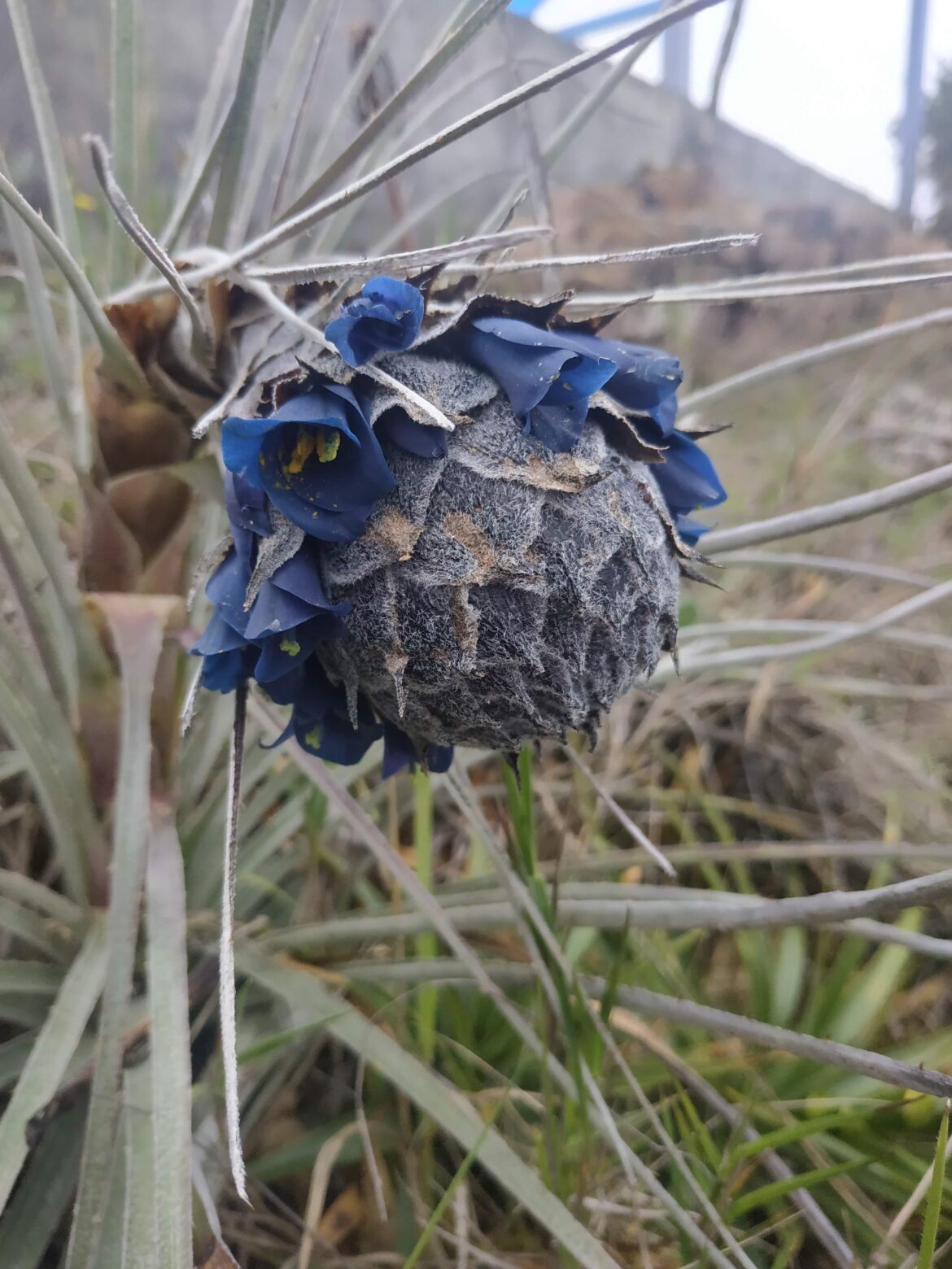 Can anyone identify this beautiful blue-flowered plant?