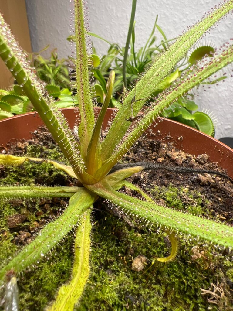 My Drosera regia (feedback welcome)