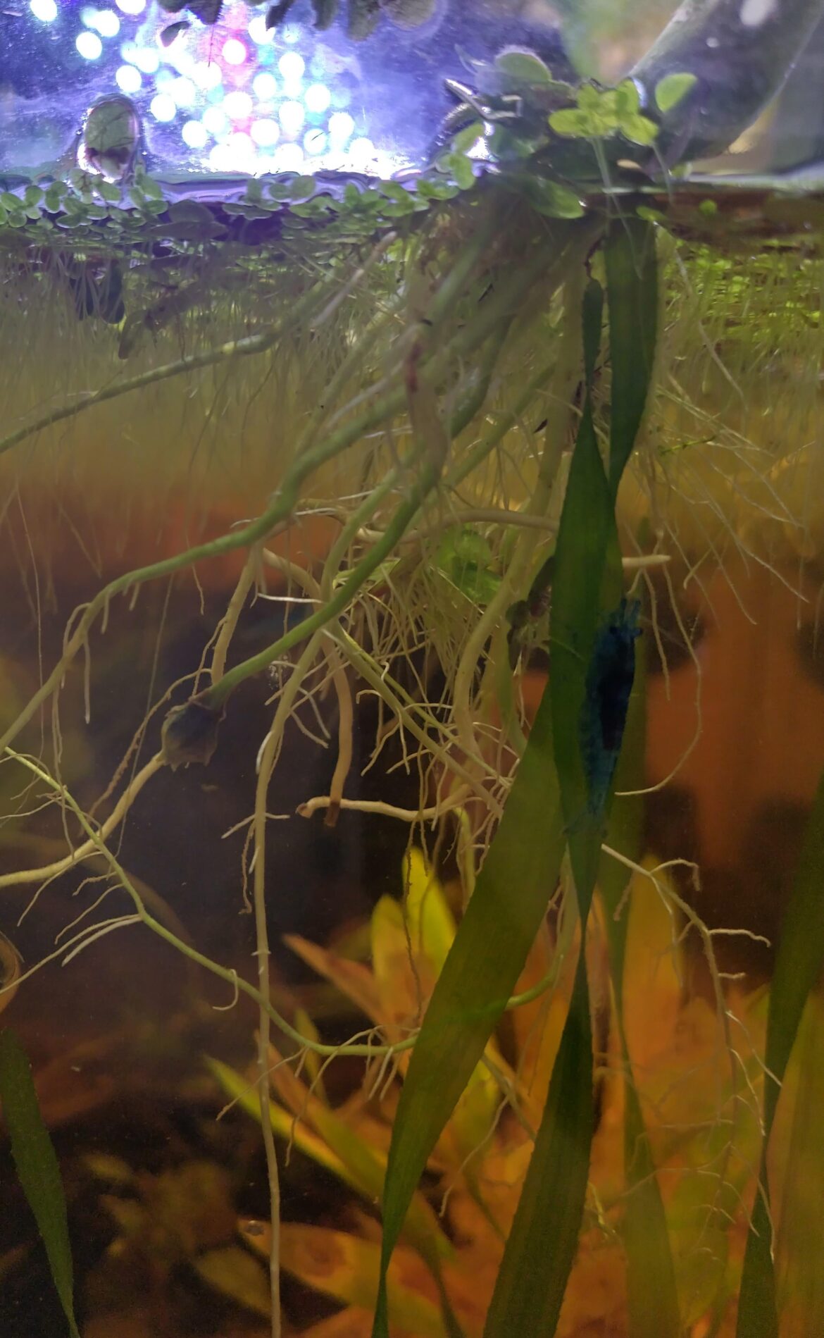 Should I leave this corm longer Should I leave this corm longer