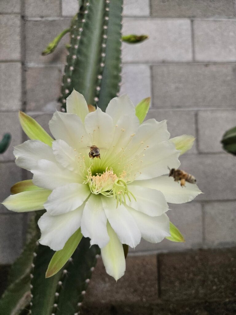 Bees on patrol for some cereus pollen. I love watching them go crazy in the giant cactus flowers!
