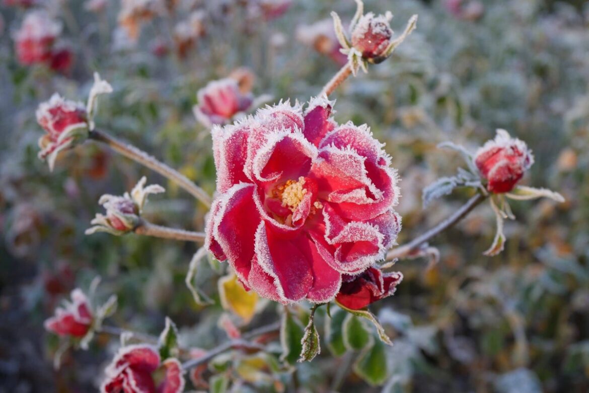 Expert tips for transforming your winter garden Expert tips for transforming your winter garden