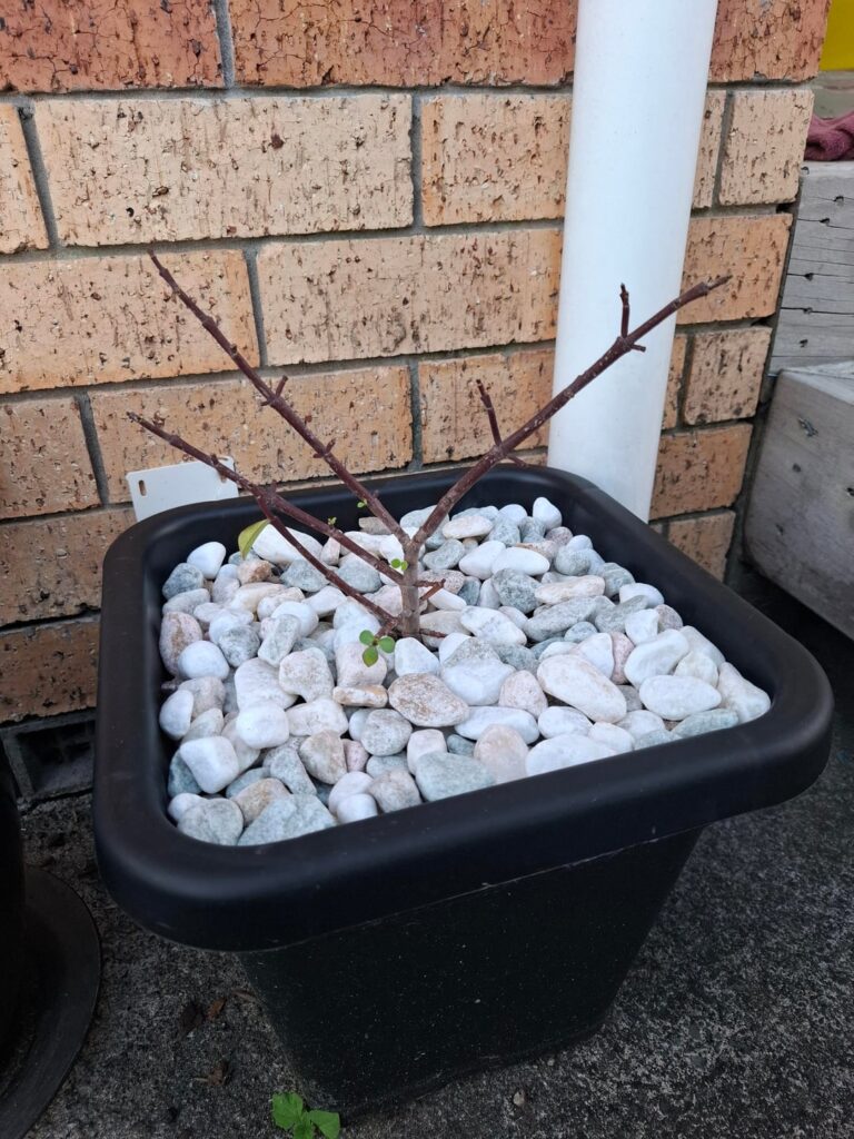 I thought my Jade plant was dead!