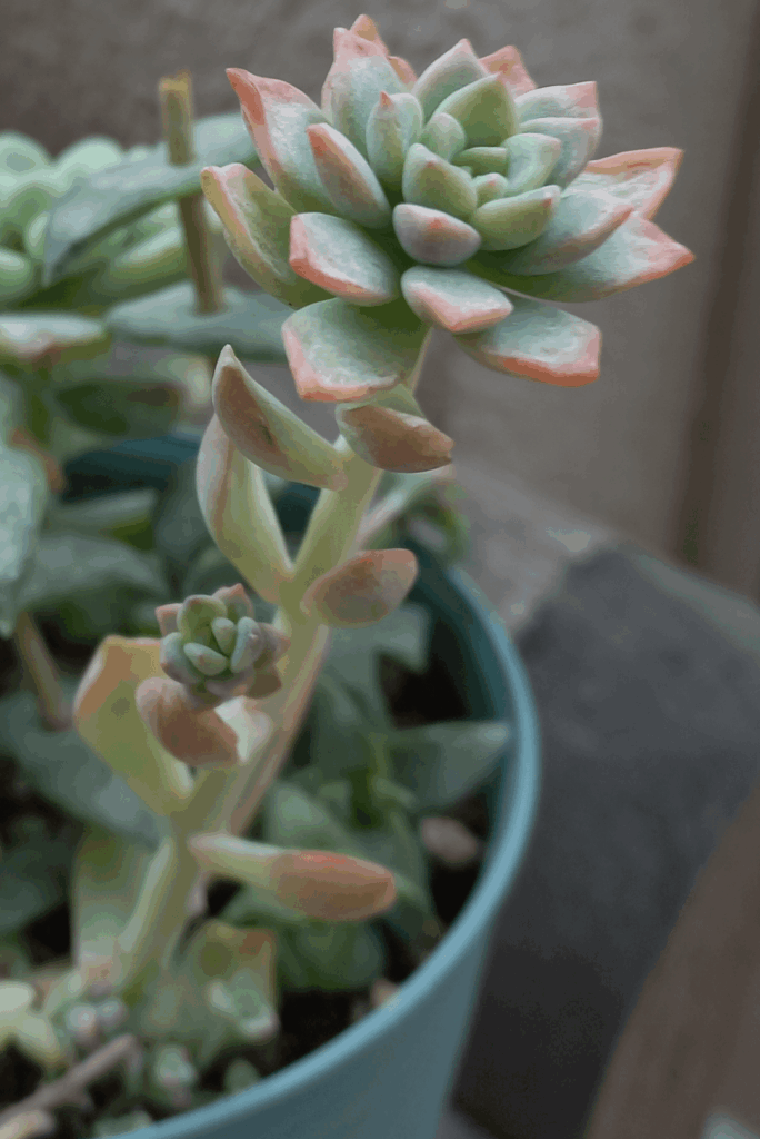 Can you ID this? I think its a sedeveria or etiolated