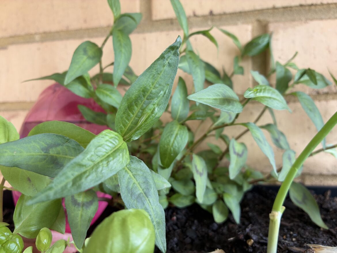 See my thriving Vietnamese mint! See my thriving Vietnamese mint!