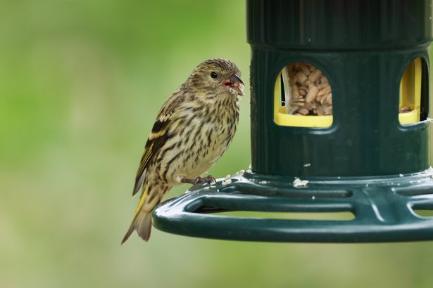 A Siskin, Carduelis spinus, feeding from a bird feeder.
