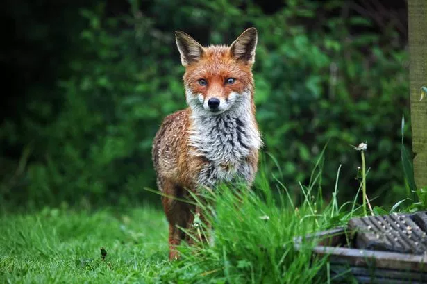 A female red fox (Vulpes vulpes) in a wet British garden, UK