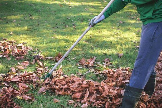 A man raking autumn leaves with a garden rake on the lawn on a sunny autumn day in the garden.