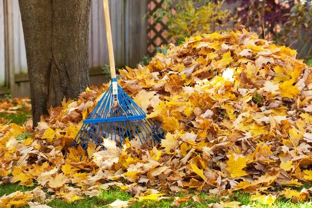 Pile of leaves with rake