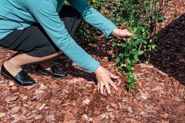 A woman is taking care of a young plant in her garden with wood chips.