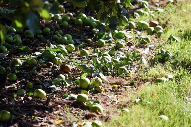 Apple Harvest As Fruit Farms Face Worker Shortage
