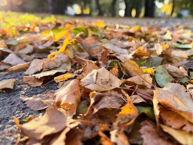 Autumn leaves on the ground in the city park. Selective focus.