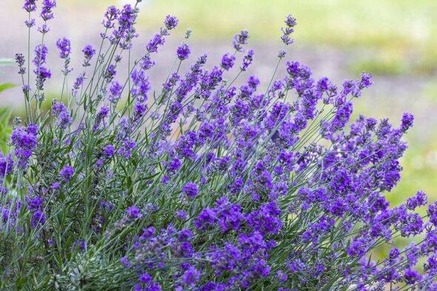 Beautiful Lavender Blossoms