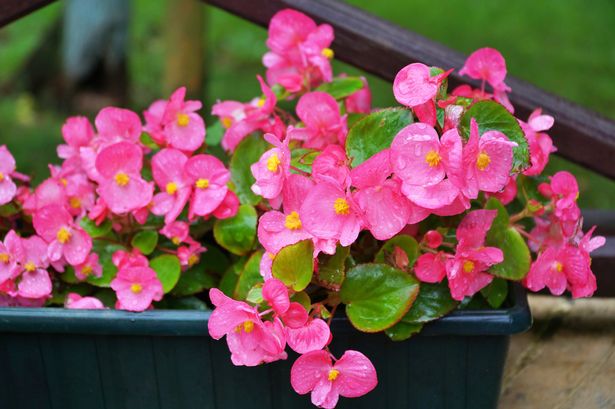 Pink begonia flowers in the garden.