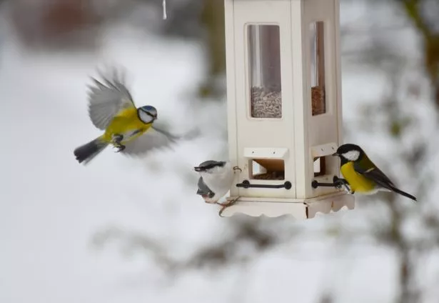 Birds on bird feeders.