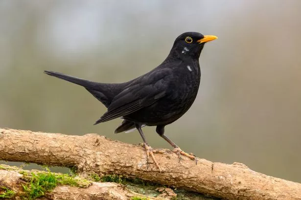 With its distinctive yellow eye ring this male Blackbird sits in a tree that is bursting with spring flowers