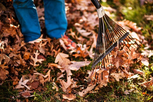 Boy raking autumn leaves