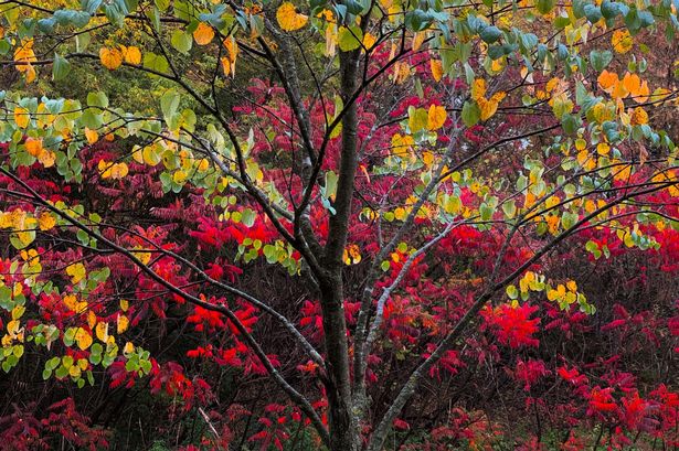 A colorful tree is visible at a park in Toronto, Tuesday, Oct. 21, 2025. (AP Photo/Kamran Jebreili)