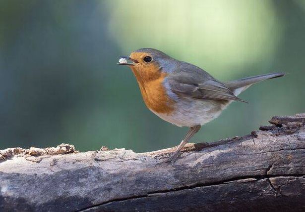 Close-Up Of Robin (Erithacus rubecula), eating in the nature