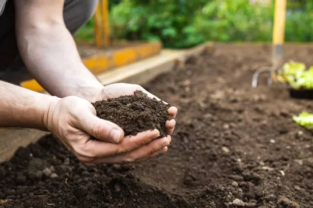 Close-up of a man's hands holding wet fertile soil. Concept of organic farming.