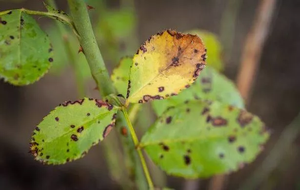 Close-up of black spot on rose leaves.