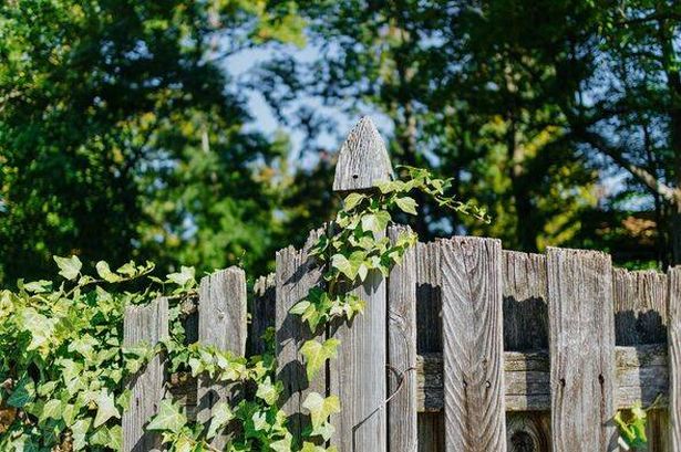 Close-up of ivy growing on weathered wood fence