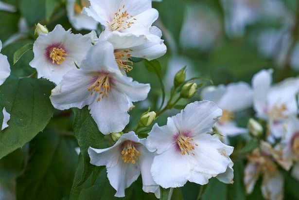 Close-up of philadelphus coronarius flowers showcasing their delicate white petals and vibrant stamens