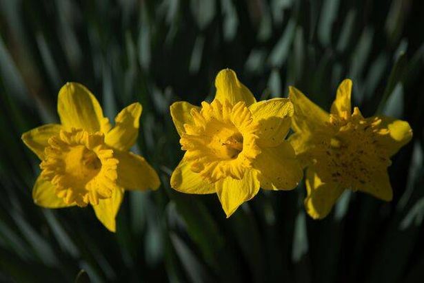 Close-up of yellow daffodil,Palisades Park,New Jersey,United States,USA
