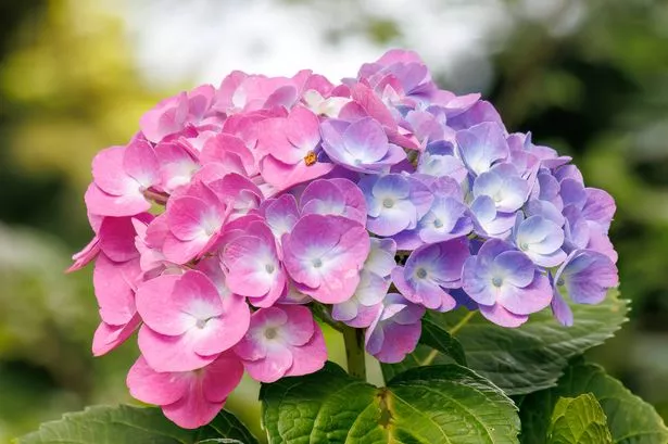 hydrangea