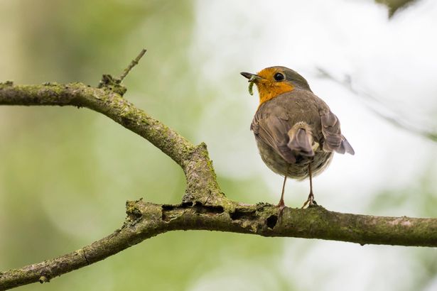 Robin eating caterpillar