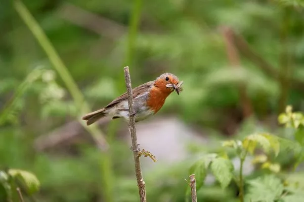 A robin with a mouthful of insects