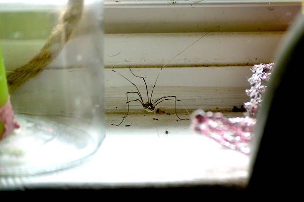 Daddy-Long-Leg Spider