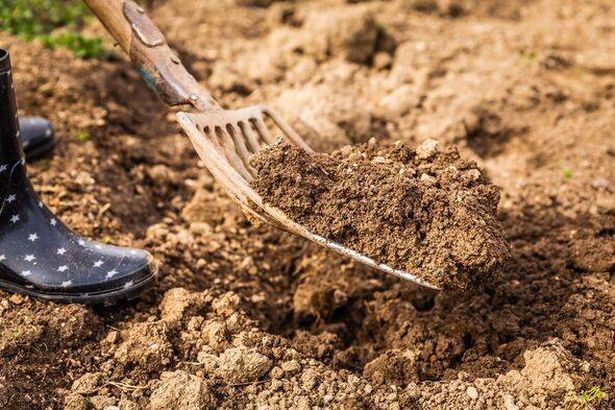 Digging soil with a garden fork to cultivate soil ready for planting, spring gardening