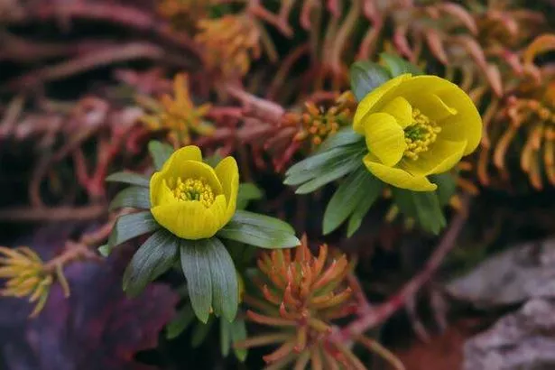 Eranthis - Winter Aconite