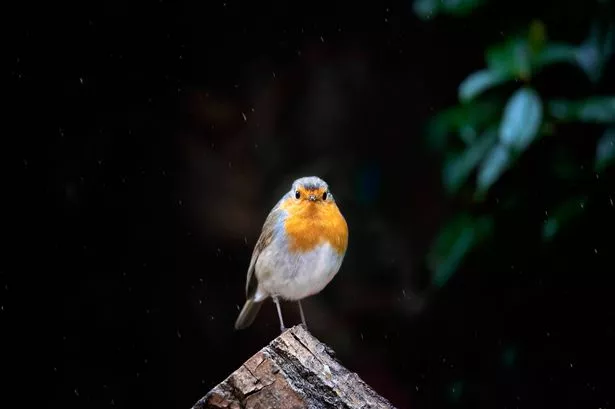 Front view of european robin on a tree trunk under the rain