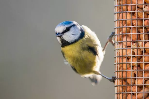 Eurasian blue tit (Cyanistes caeruleus) on peanut bird feeder, Ashdown Forest, Sussex, England