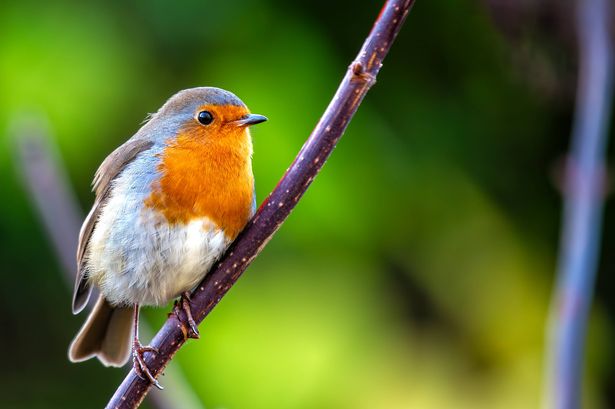 A charming Robin Red Breast (Erithacus rubecula) spotted amidst vibrant flora at National Botanic Gardens, Dublin, Ireland.