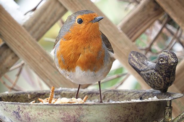 Close-up of a European robin [Erithacus rubecula] standing in a metal bird feeder in a household garden with wooden trellis in the background.