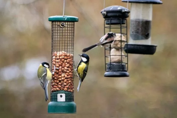 Blue tits and great tits feeding on peanuts that have been put out in a hanging feeder to help birds over the winter. A long-tailed tit is feeding on fat balls behind.