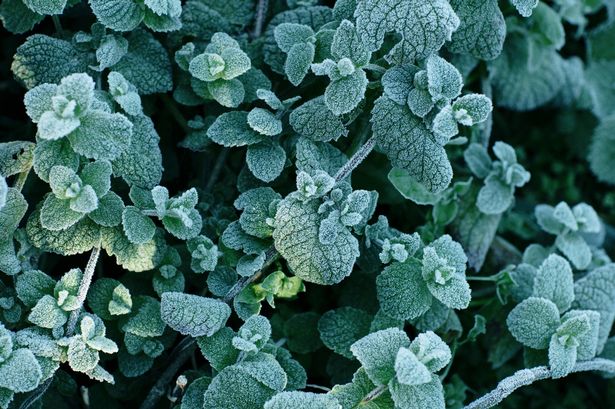 Frosted mint leaves in the garden, autumn morning