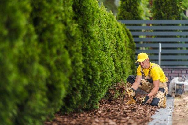 Gardener Tending to Plants and Laying Mulch in a Neatly Landscaped Yard During Sunny Weather