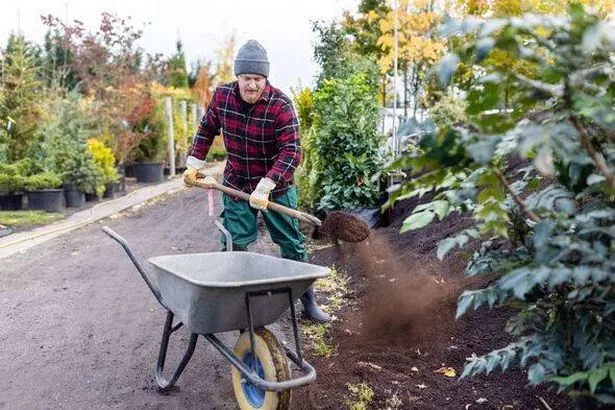 Gardener spreading soil and fertilizer mixture around trees at garden center