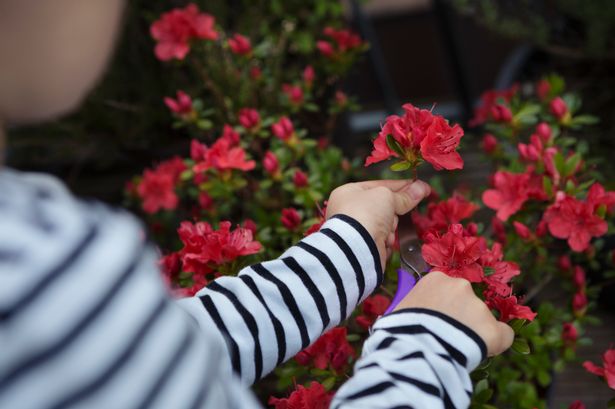 Cutting azaleas