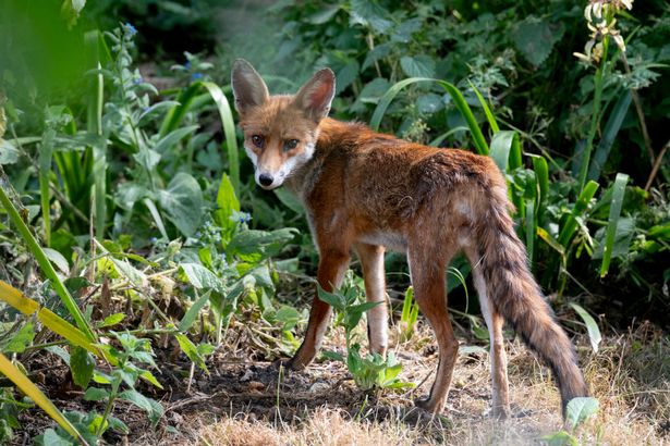 An urban red fox seen in an urban garden in south London