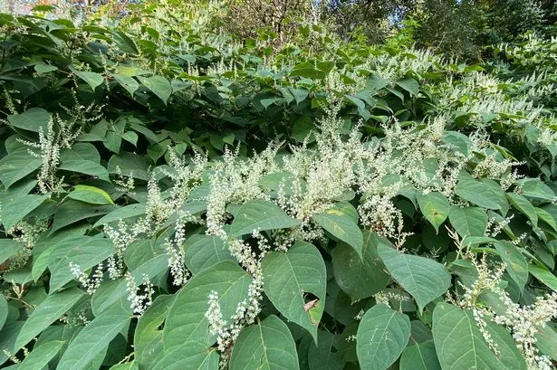 Japanese knotweed
