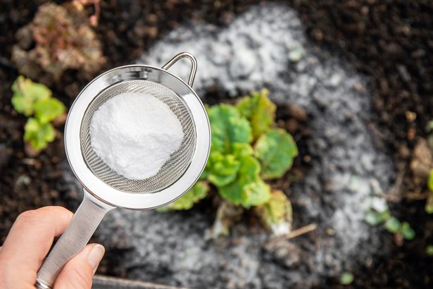Selective focus on person hand holding sieve with baking soda