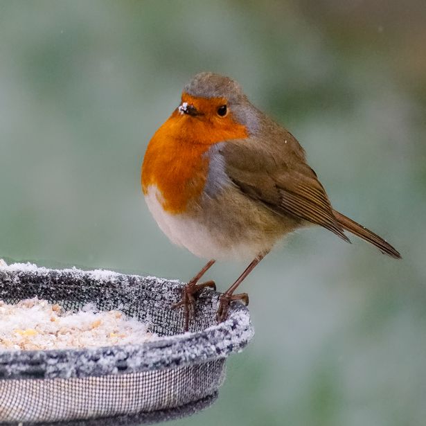 Robin Bird on bird feeder in winter snow