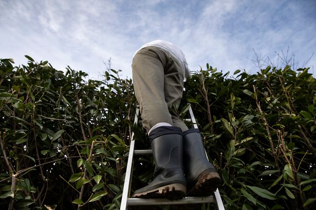 Gardener with welly boots