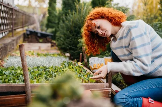Beautiful redhead working in a nursery garden